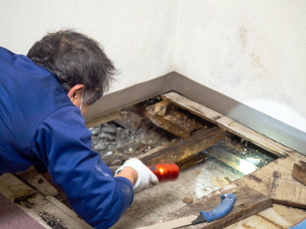 Best Mold Removal Near Me  in Gunter, TX