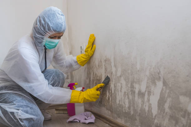 Best Mold Testing  in Gunter, TX