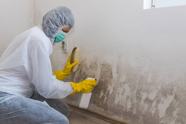 Best Professional Mold Removal  in Gunter, TX
