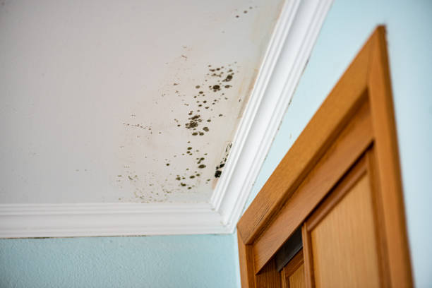 Best Commercial Mold Removal  in Gunter, TX