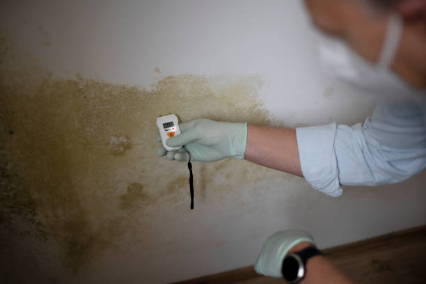 Best Black Mold Removal  in Gunter, TX