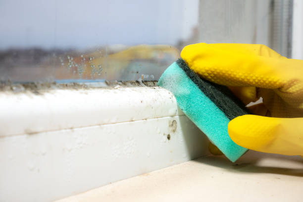 Best Affordable Mold Removal  in Gunter, TX