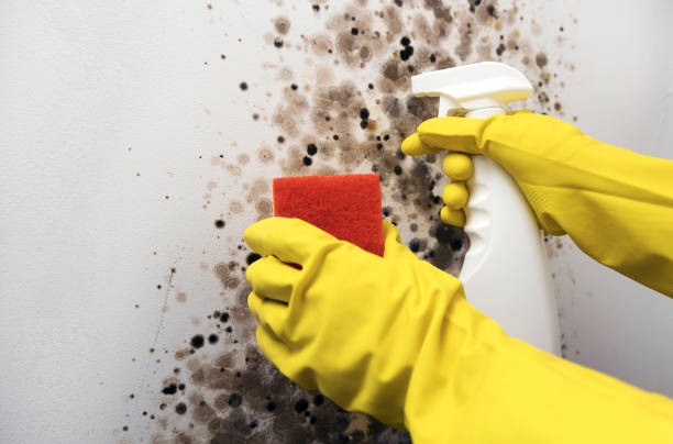 Home Mold Removal in Gunter, TX