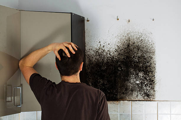Best Mold Remediation  in Gunter, TX