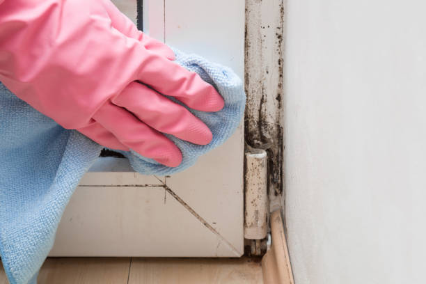 Best Mold Remediation Services  in Gunter, TX