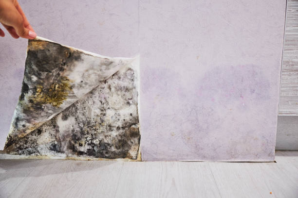 Best Local Mold Removal Service  in Gunter, TX